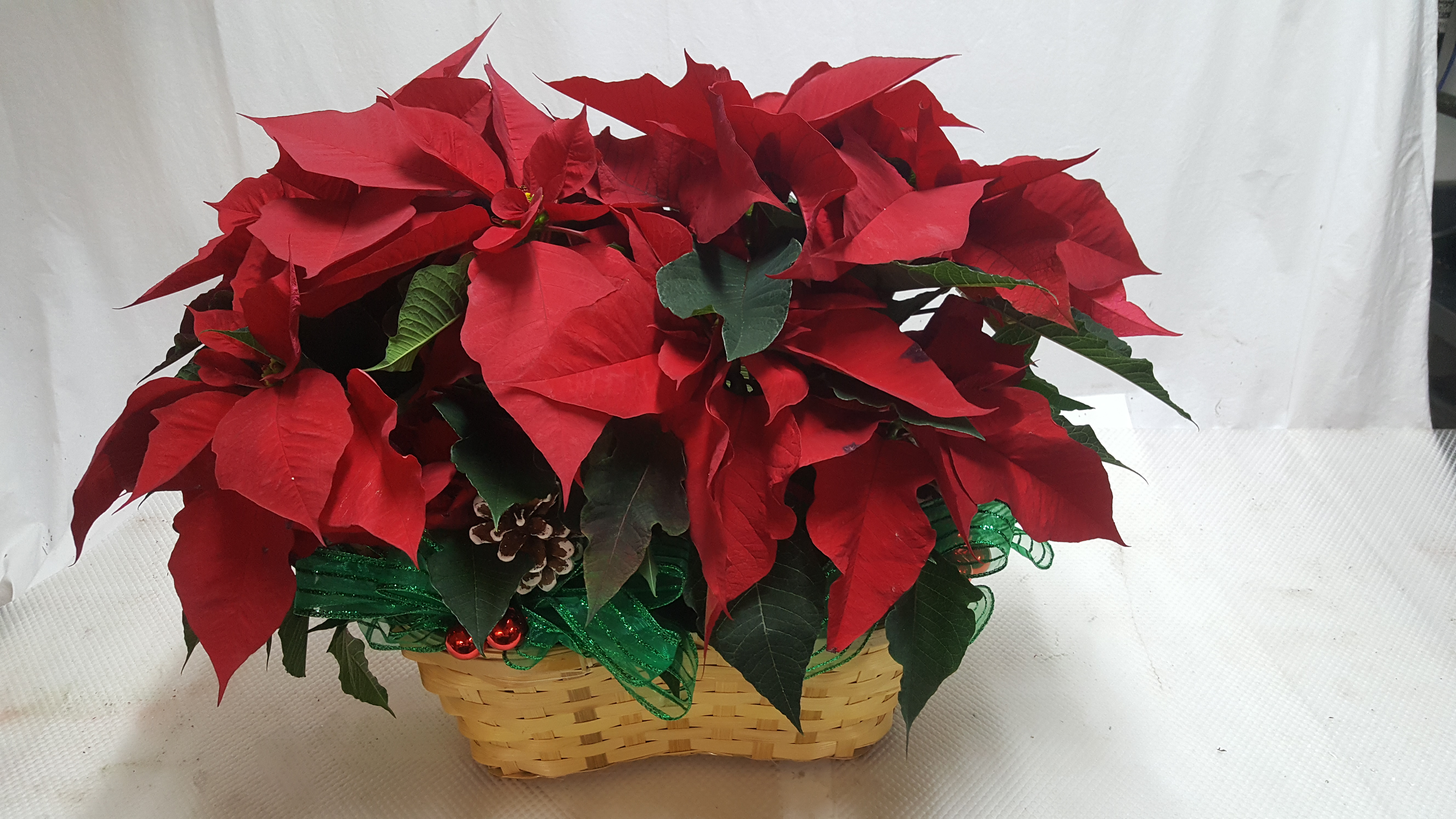 Christmas - Red Poinsettia Basket - Tucson AZ Florist ...