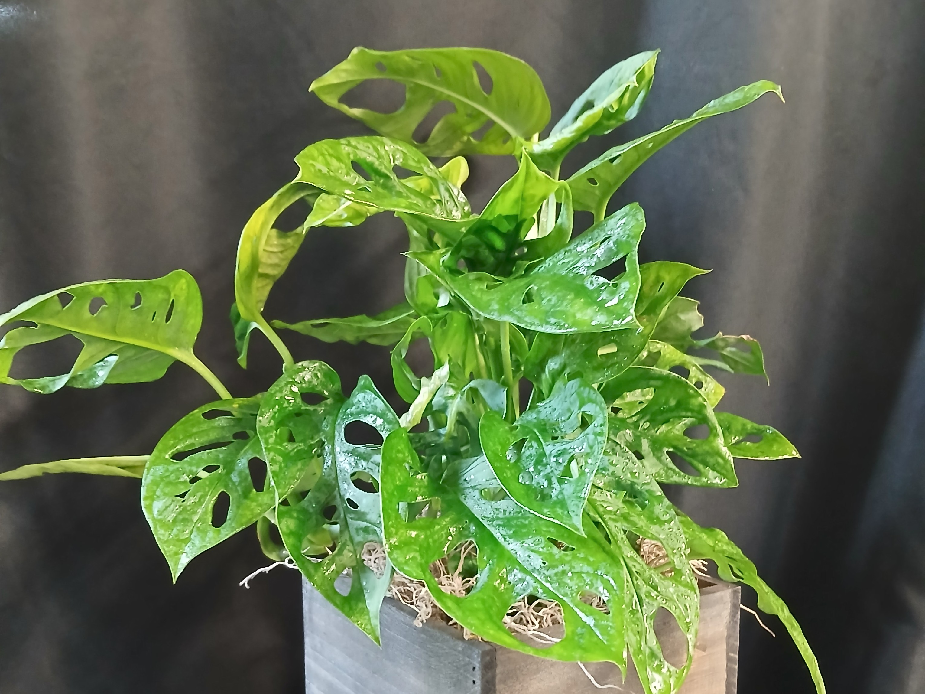 Mayfield Florist Swiss Cheese Monstera