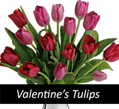 Valentine's Day Tulips, Holland Tulips