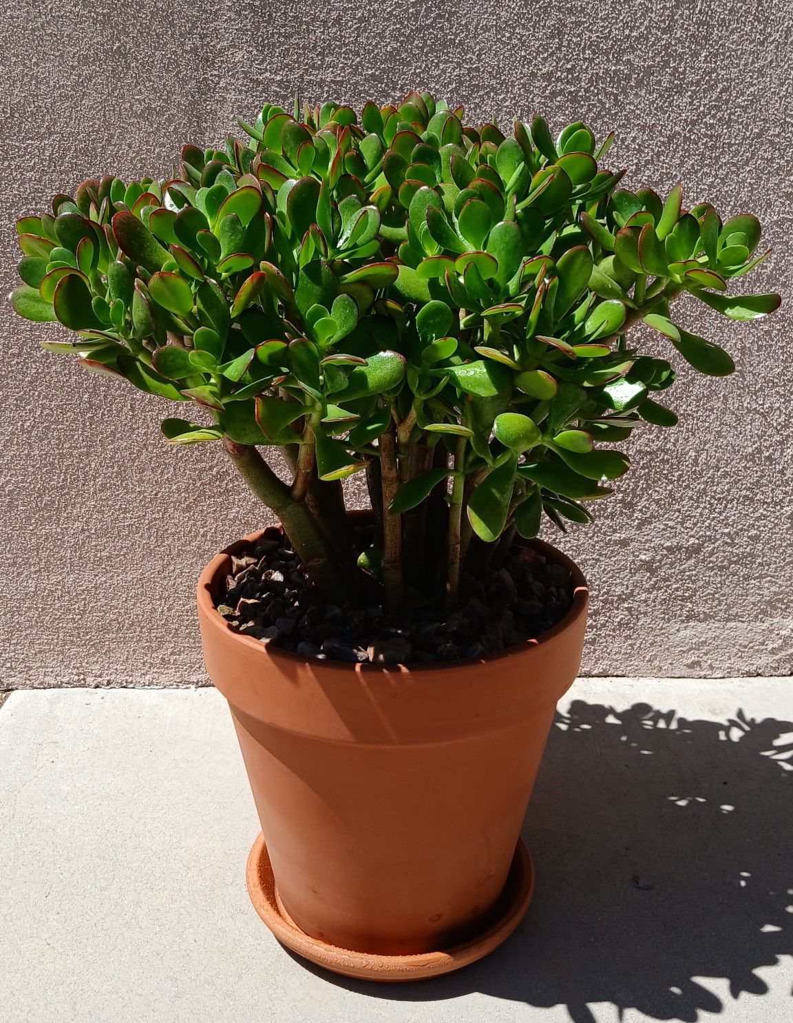 indoor prayer plant Maranta Black Prayer Plant main image 0