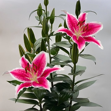 Home - Stargazer Lily Plant - Best Florist in Tucson, Arizona - Mayfield  Florist - Same Day Flower Delivery » Mayfield Florist